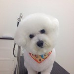 ビション・フリーゼ　エルちゃん２６７